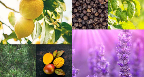 What Are Terpenes?