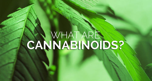 Common Cannabinoids Found In Full Spectrum CBD