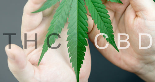 CBD Versus THC: What’s the Difference?